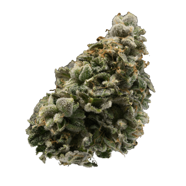 Western - Orange Creamsicle 1G