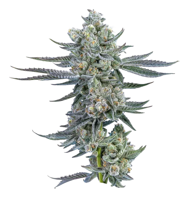 Casa Di Fiore - Dolce (Rainbow Pie) 7G