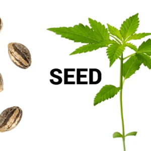 Toba Grown - Ghani AF Indica Seed X1