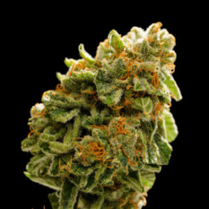 WESTERN CANNABIS - PINEAPPLE COLADA 7g