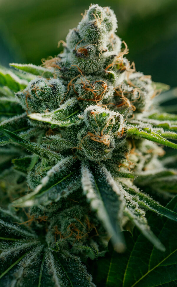 PURE SUNFARMS - GOLD FACE 7G - Image 3