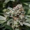 PURE SUNFARMS - NEON LAMBO 7G - Image 2