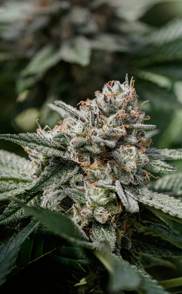 PURE SUNFARMS - NEON LAMBO 7G - Image 2