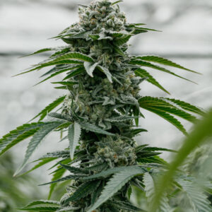 PURE SUNFARMS - BACKCROSS MINTS PR10X0.35G HYBRID