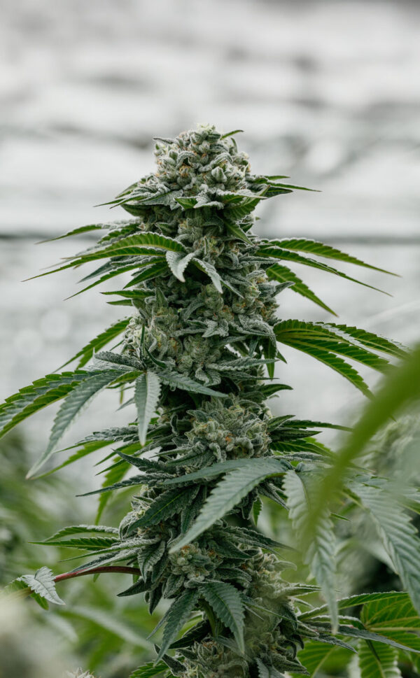 PURE SUNFARMS - BACKCROSS MINTS PR10X0.35G HYBRID