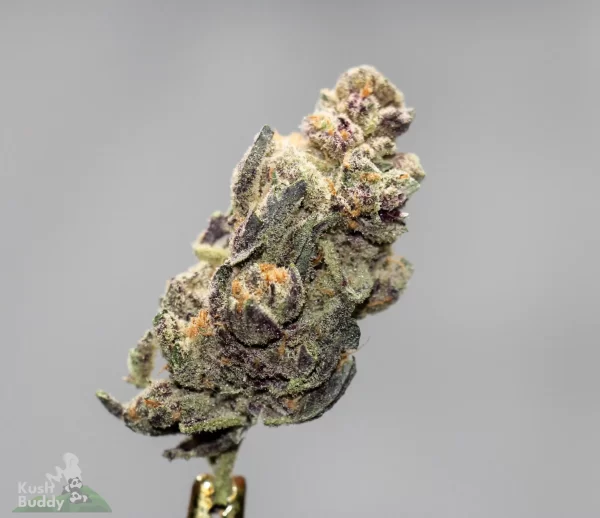 TOBAGROWN – BLACKBERRY PIE 10G INDICA