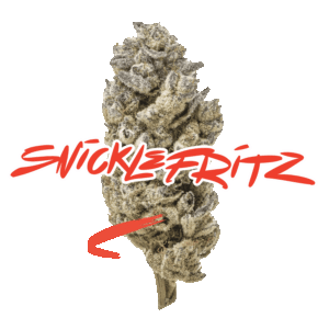 SNICKLEFRITZ – CEMENT SHOES 28G INDICA
