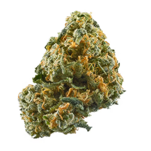 BANDWAGON - OFF THE WAGON HYBRID 7G